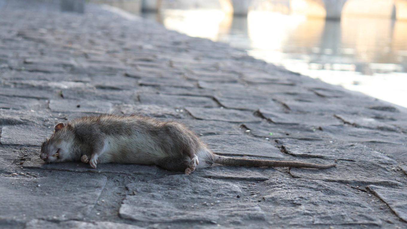 rat mort Paris