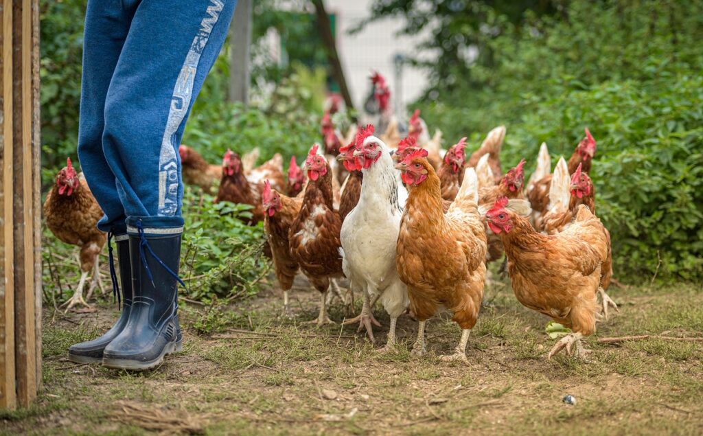 poules de ferme