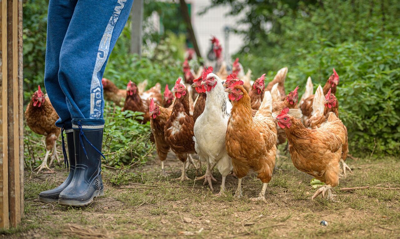 poules de ferme