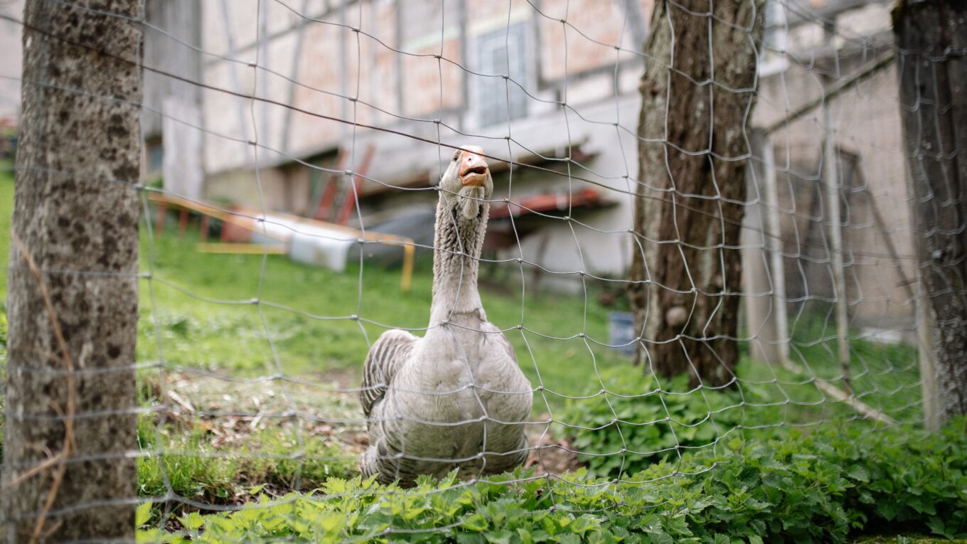 types de grillage pour animaux